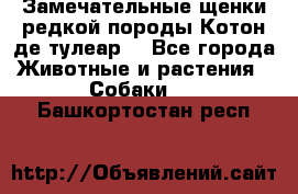 Замечательные щенки редкой породы Котон де тулеар  - Все города Животные и растения » Собаки   . Башкортостан респ.